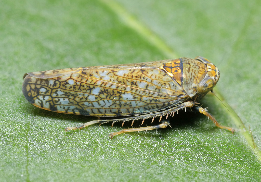 The mosaic leafhopper Orientus Ishidai, a relatively recent arrival to the UK, identified in both Primrose Hill and The Regent's Park. Photo credit: Tristan Bantock